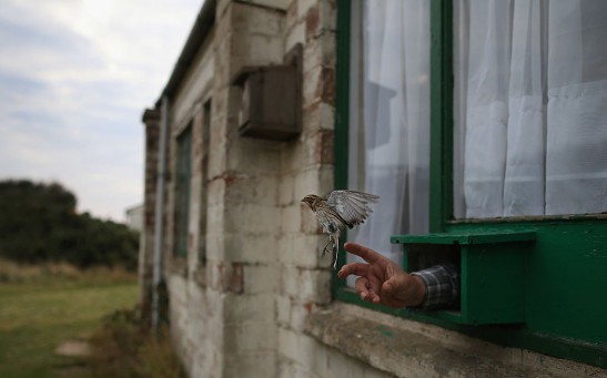 Migratory Birds Are Ringed At Yorkshire Wildlife Trust's Spurn Point