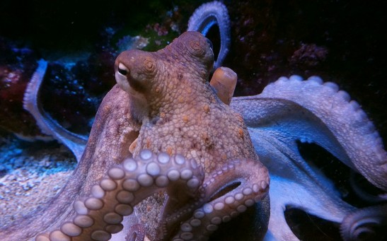 Did Octopus Came From the Outer Space? New Study Claims Meteor Impacts Brought These Eight-Armed Creatures to Earth
