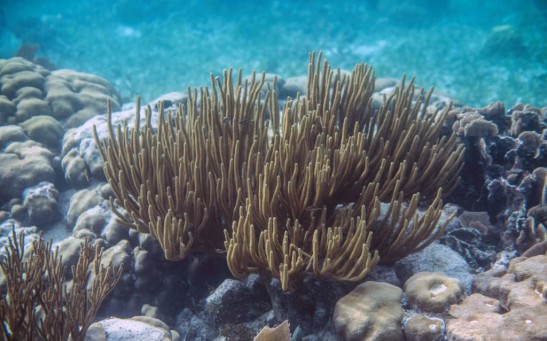 Science Times - Giant Coral Reef Discovered: Scientists Say, It's One of the World’s Hugest Ever Recorded Suggesting There Are More to Find at Greater Depth