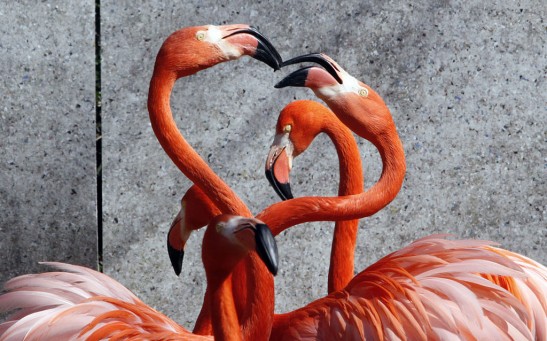 A pair of Caribbean flamingos extend the