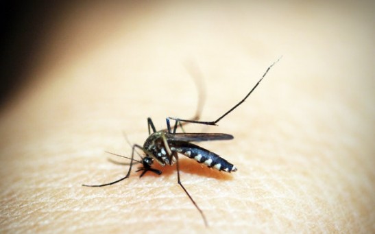 Science Times - Mosquitoes Use Color to Find Hosts Resulting in Diseases Including Dengue Fever, New Research Reveals
