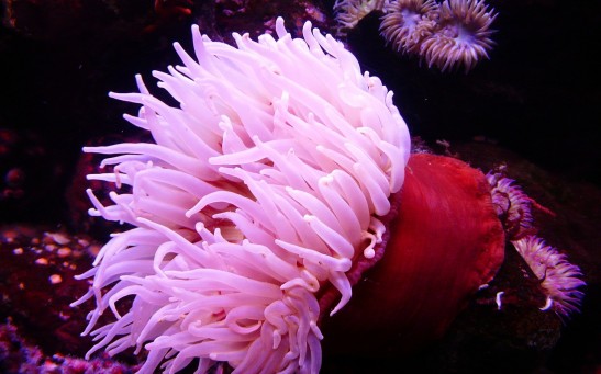  Australian Sea Anemone Contains Venom, Toxins That Can Be Used to Develop Therapeutic Drugs for Humans