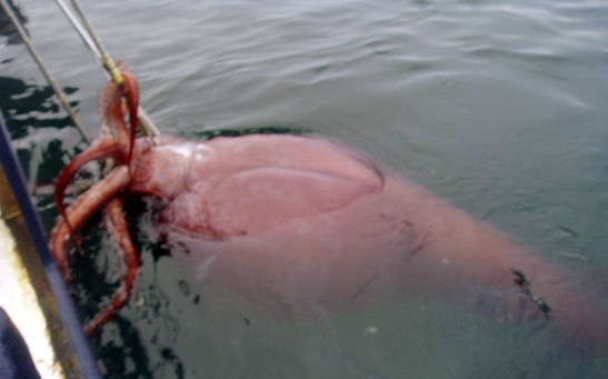 Rare Giant Squid Hooked Near Antartica