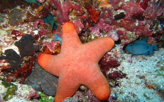  Some Starfish Have Diamondlike Bone Structure To Compensate For Its Intrinsic Weakness