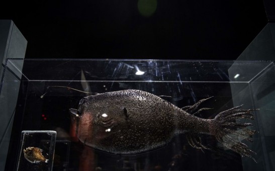 Science Times - Deep-Sea Anglerfish Species Discovered on a San Diego Beach; Discoverer Describes It as a ‘Sea Monster’