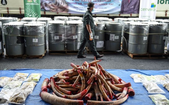 Science Times - DNA Testing Reveal How Elephant Ivory Smuggling is Done; Tactics for Poaching, Shipment Activities, Connectivity of Traffickers Exposed, Too!