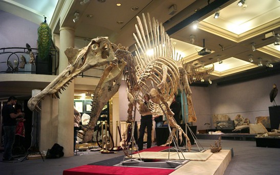 A 100-million-year, eight-meter long Spi