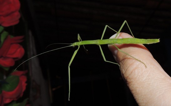  Half Male, Half Female Stick Insect Confirmed as the 'First Reported Gynandromorph' of Its Kind