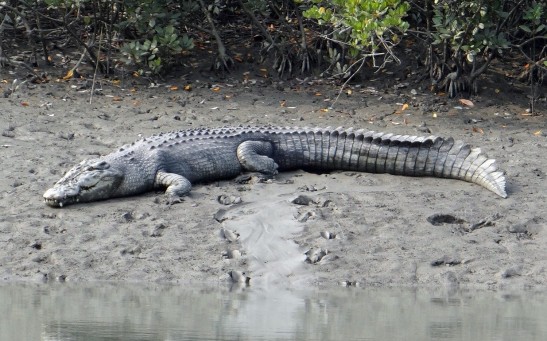  What To Do When Faced With A Croc? 6.5ft Saltwater Crocodile Seen Cruising Through A Popular Swimming Spot