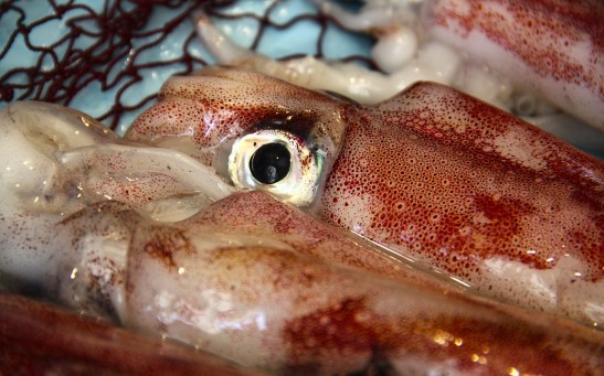  Predatory Role of Magister Squid in Alaska: Fishermen Looking Into Squid Fishing Due to the Decline of Salmon