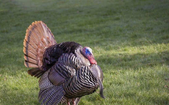  Wild Turkeys Causing Trouble at Bay Area NASA Research Center; Feds Tagged to Relocate the Animals
