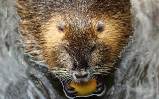 Beavers in Alaska Multiply in Number, Transforming the Tundra into a Warmer, Greener Area