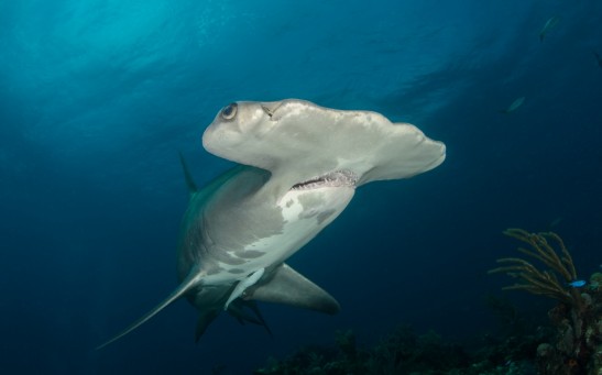  Massive Hammerhead Shark Seen Swimming Next to Paddleboarders Off Palm Beach [WATCH]