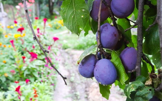  Prunes Can Help Prevent Bone Loss in Postmenopausal Women, Study Suggests