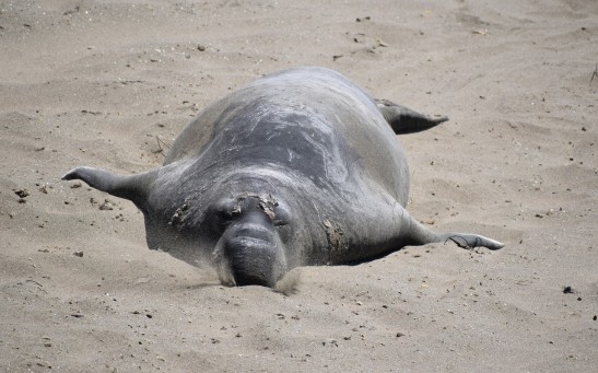  Elephant Seals Have Map Sense That Works Like GPS to Ensure They Get Home to Give Birth