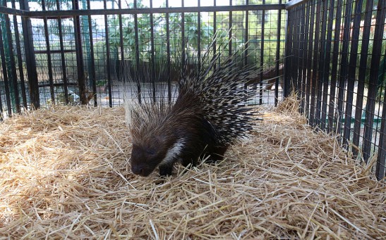 The ‘Cute’ Prehensile-Tailed Porcupette of Smithsonian’s National Zoo: What We Need to Know  About Fofo