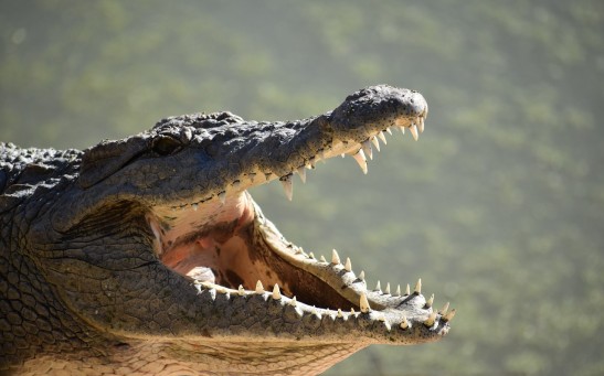  Deadly Crocodile Attacks More Frequent Than Shark Attacks: Recent Cases Reported in Namibia, Indonesia While Victims are Bathing