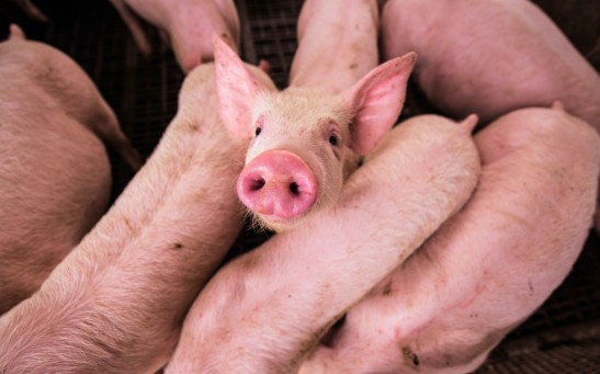  Farmers May Soon Be Able to Talk to Pigs Using A Breakthrough AI to Help Improve Animal Wellbeing