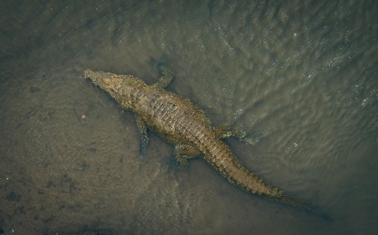  All Hail the King! 14.5-foot A-Lister Saltwater Crocodile Known as Scarface Spotted Relaxing in Queensland Creek