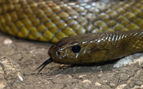  Venomous 5-Foot Snake Found Inside A Cabinet Drawer After Extreme Weather Event in Australia