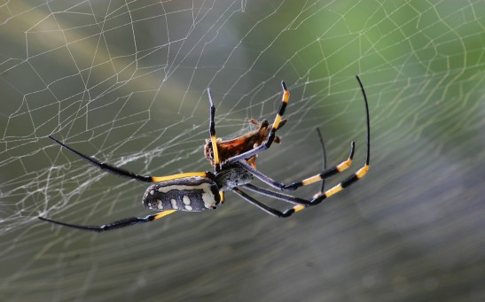  Palm-Sized Spider Could Survive the Cold and Potentially Spread All Over East Coast, Study Suggests