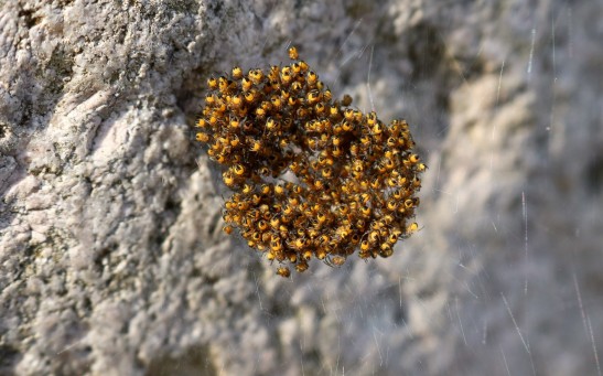 Social Spiders Hunt in Large Groups, Using Coordinated Web Vibrations to Ambush Its Prey