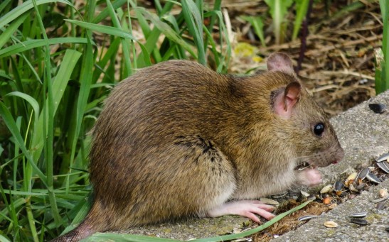  Scientists Reveal Plans of Bringing Back Extinct Christmas Island Rat; But Should They De-Extinct Animals?