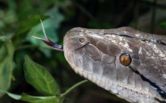  [WATCH] Unbelievable Videos of Snakes That Left Many Social Media Users in Awe