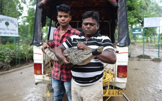 INDIA-FLOOD-CLIMATE-ANIMAL-CROCODILE