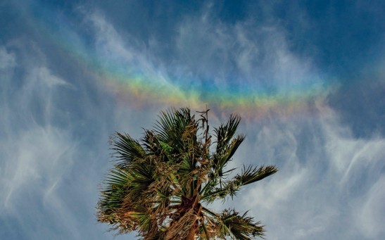 How Do A Smiling Rainbow Form? NASA Shares A Photo of A 'Circumzenithal Arc' Hovering Above A Palm Tree