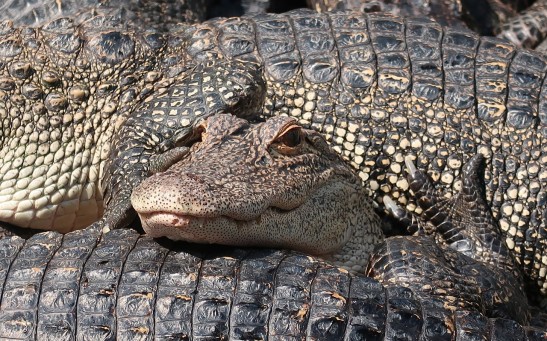  Crocodiles in Florida Zoo Love Cuddling Each Other: Big, Ferocious Reptile Could Be Much More Affectionate Than Previously Thought