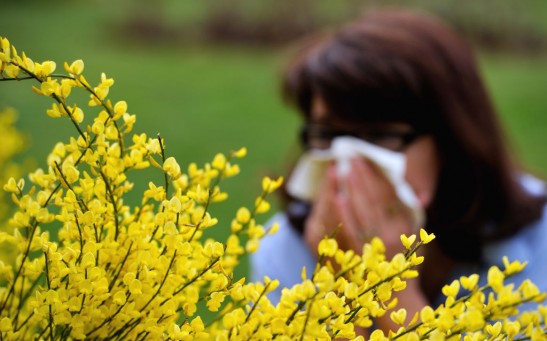 Expect Longer, More Intense Pollen Allergy Seasons in Hotter Temperatures Resulting from Climate Change