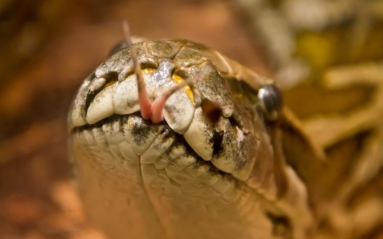 Rare Snake Died While Eating A Large Centipede! The First Food Record for the Threatened Serpent