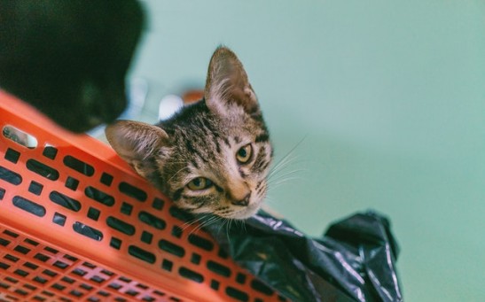 Cats Chewing, Eating Plastic May Be Harmful Due to Hazards This May Bring to Feline