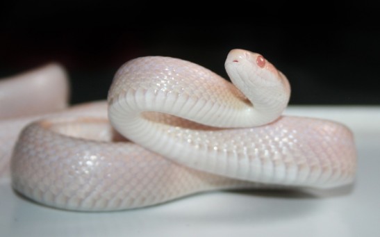  Albino Rat Snake Named Pearl Rehomed After Finding It in a Chicken Coop in Western Virginia