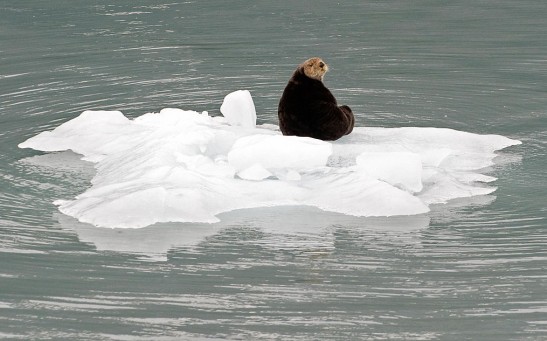 A sea otter sits on a chunk of ice