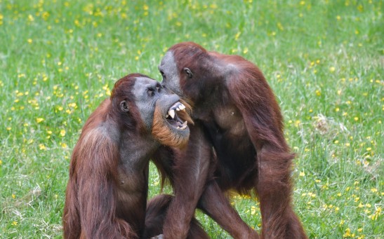  Orangutans Have Distinct Vocal Personalities Influenced By Social Interactions Just Like Humans