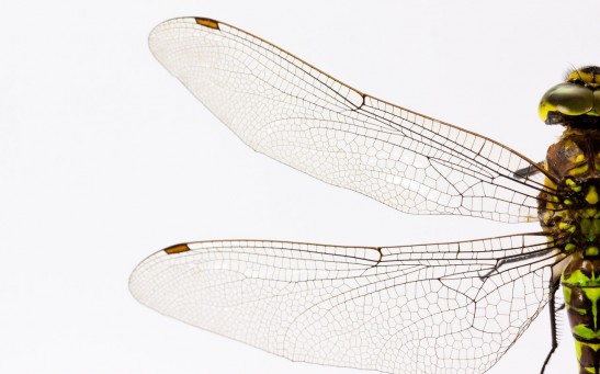 Dragonfly and cicada wings replicated for nano-based food packaging