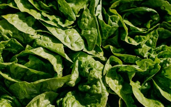Astronauts Could Someday Grow Lettuce in Space to Prevent Possible Bone Loss Due to Mars Mission