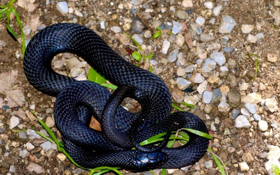  Mission Accomplished: Wildlife Officials Celebrate Finding Rare Snake in Alabama for the Second Time in 60 Years