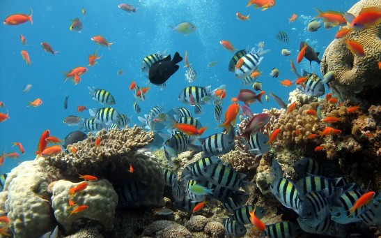  Fish Communities in the Great Barrier Reef is Losing Their Color Due to Coral Reefs Decline, Study Reveals