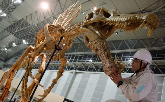 Real Sized Mamenchisaurus Model Installed For Exhibition