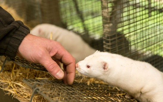 Disaster In Denmark As Covid-19 Mutation Detected On Mink Farms
