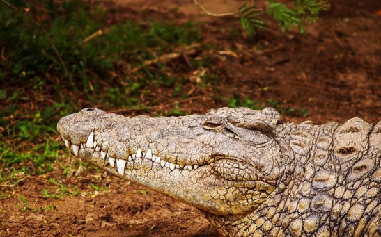  Potentially Iconic Crocodile in Kowanyama 'Humanely Euthanized' for Continually Displaying Aggressive Behavior