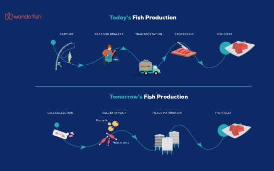 Fish Production WandaFish
