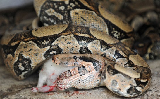 A recovering boa constrictor feeds on a