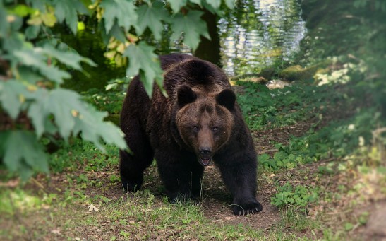  Hiker Killed in A Suspected Encounter With Grizzly Bear: How to Stay Safe When Meeting These Fluffy Creatures?