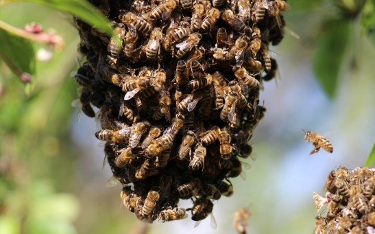  Ukrainian Bees Attack Kills 3 Russian Soldiers, Injures 25 More: What Makes Bee Sting Deadly?