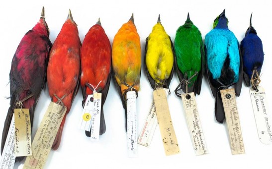 Tropic Birds More Colorful Than Avians Away from Equator, Studies Suggest
