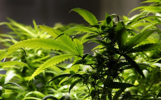 A cannabis plant 